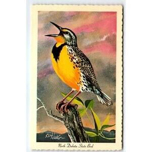 Vintage 1966 North Dakota State Bird Postcard by Ken Haag
